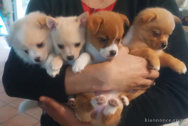 Chiot chihuahua disponibles 