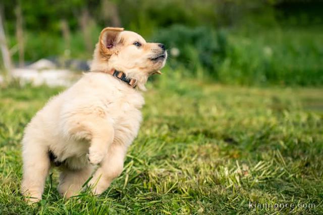 Chiot golden retriever à adopter 