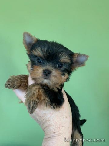 Chiot yorkshire terrier à donner 