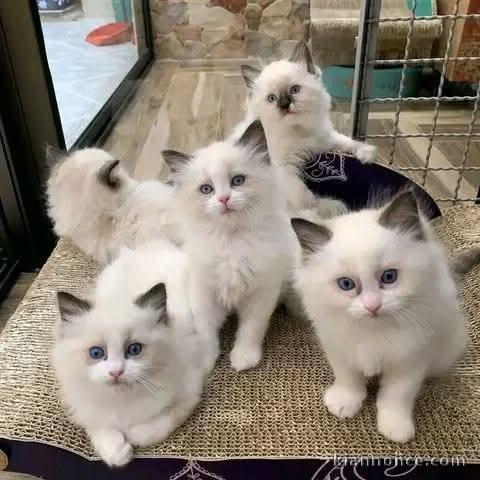 Chatons sacré birman a donner 