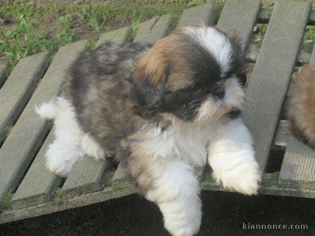 Chiot Shih Tzu adorable disponibles 