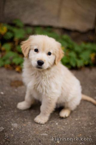 Chiot golden retriever à donner 