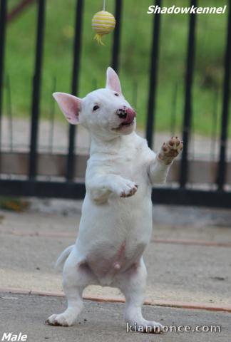 Mini Bull Terrier chiots