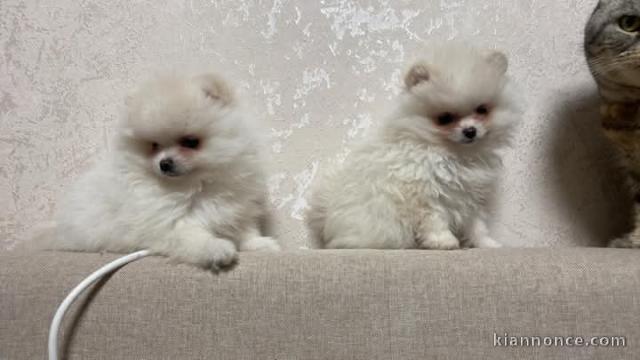 Chiot spitz nain à donner contre bon soin 