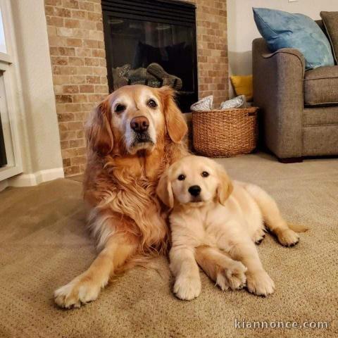 Chiot golden retriever à adopter 