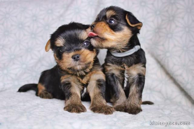 Chiot yorkshire terrier à donner contre bon soin 