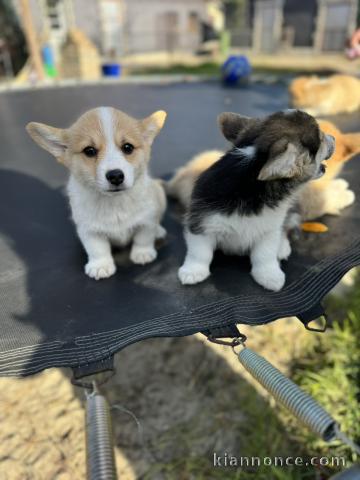 Chiots Welsh Corgi Pembroke