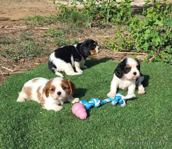 A donner contre bon soin chiots cavalier king charles 