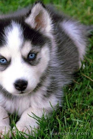 Je donne chiot husky disponibles 