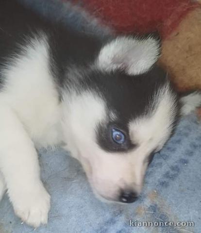 Chiot sibérien husky prêt à être adopté 