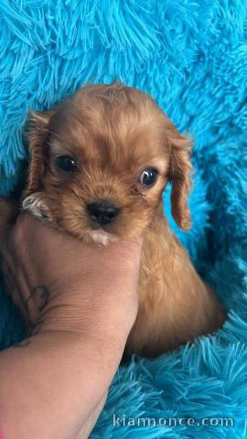 A donner chiot cavalier king charles 