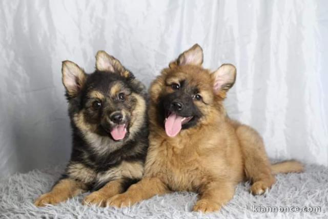 Chiot pomsky a donner 