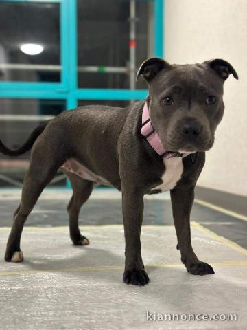 Chiot staffie à adopter 