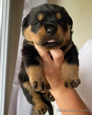 Chiot rottweiler pour adoption 