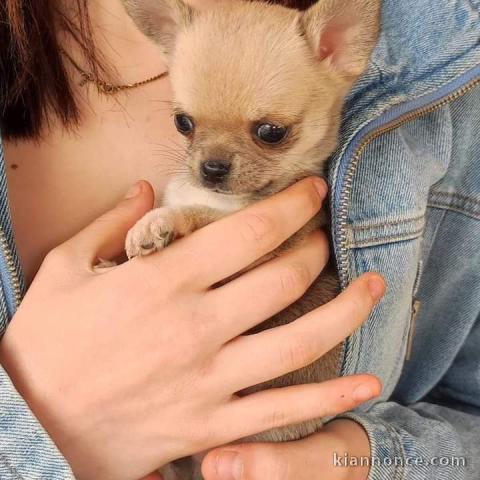 Adoption chiot chihuahua femelle 