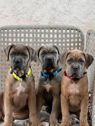 Chiot cane corso disponibles pour adoption 