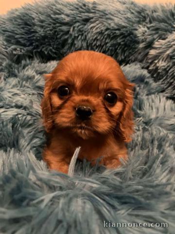 Chiot cavalier king charles à donner 