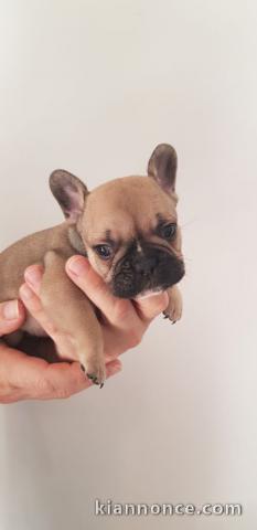 Chiot bouledogue français a donner 