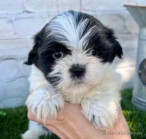 Chiot Shih Tzu disponibles pour adoption 