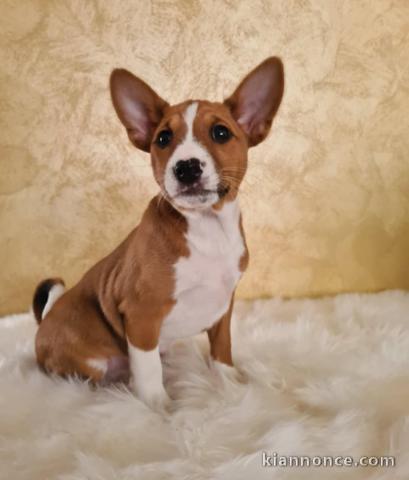 Basenji chiots à vendre