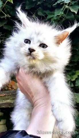 Chatons main coon disponibles 