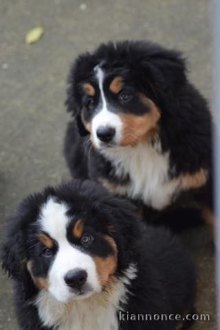 Chiot bouvier bernois adorable disponibles 