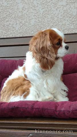 Chiot cavalier king charles disponibles pour adoption 