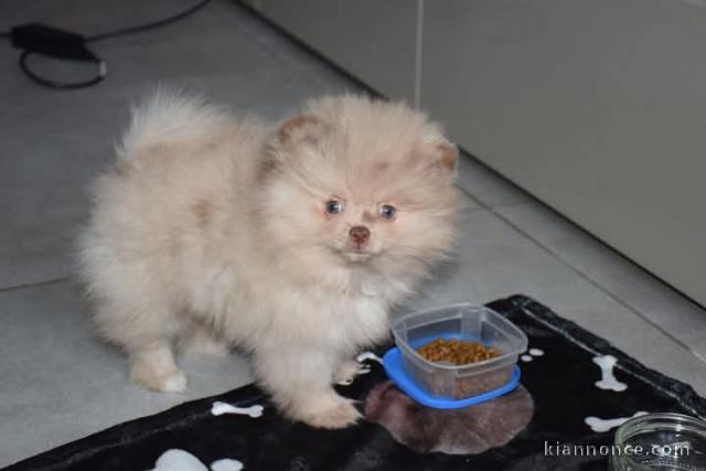 Dons chiot spitz allemand disponibles 