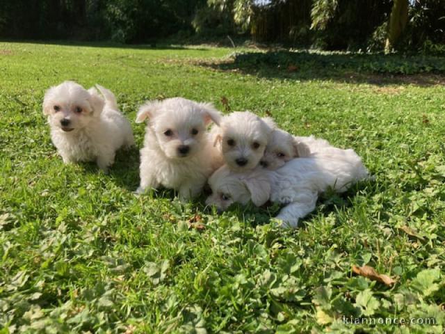 Chiot bichon maltais à donner 