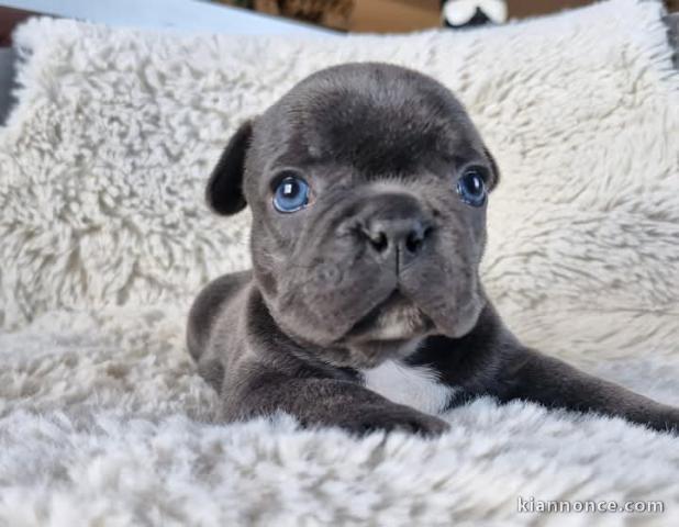 Chiot bouledogue français a donner 