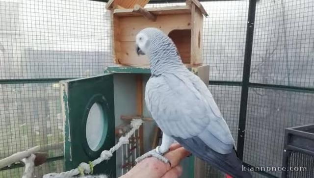 Je donne perroquet gris du Gabon 