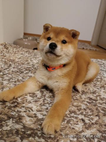 Shiba Inu chiots à vendre