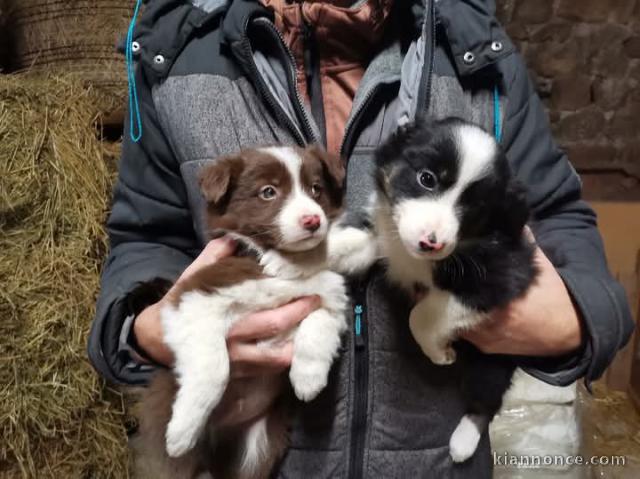 Chiot berger australien lof a donner 