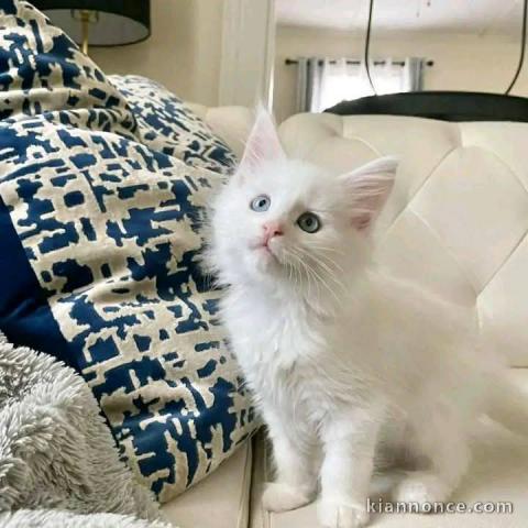 Chatons Ragdoll LOOF a donner 