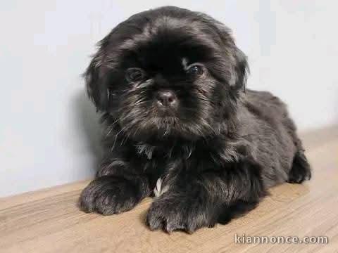 Chiot Shih Tzu a donner 