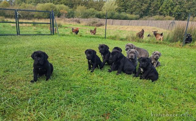 Chiot Cane Corso disponible a donner 