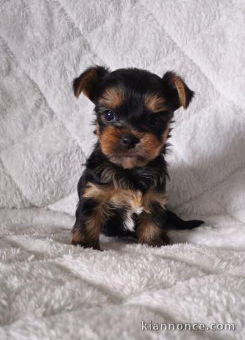 Chiot yorkshire terrier à donner 