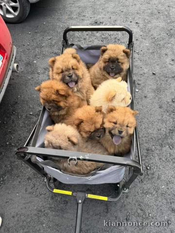 Chiot chow-chow à donner 