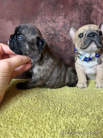 Chiot bouledogue français a donner 