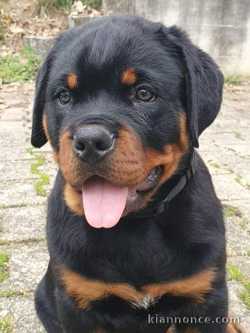 Chiot rottweiler a donner 