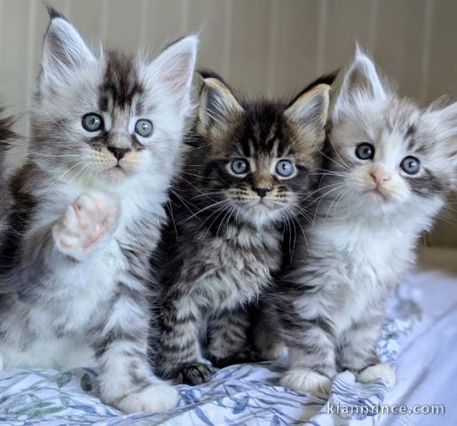 Adorable chaton main coon disponibles 