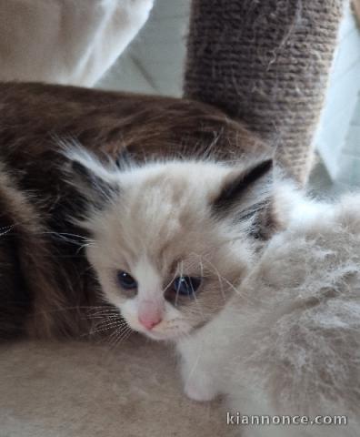 Je donne chaton Ragdoll disponibles 