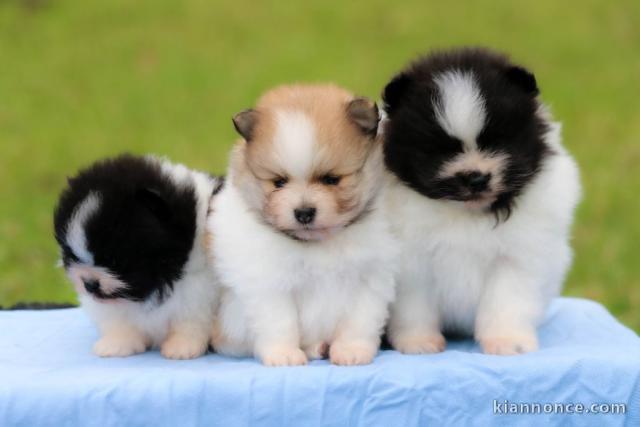 Chiot spitz allemand a donné 