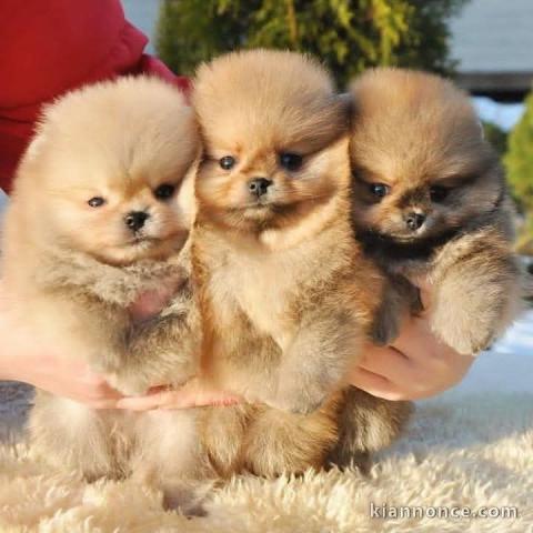 Chiot spitz allemand disponibles 