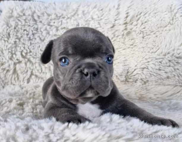 Chiot bouledogue français aux yeux bleus 