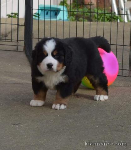 Chiot bouvier bernois adorable a donner 