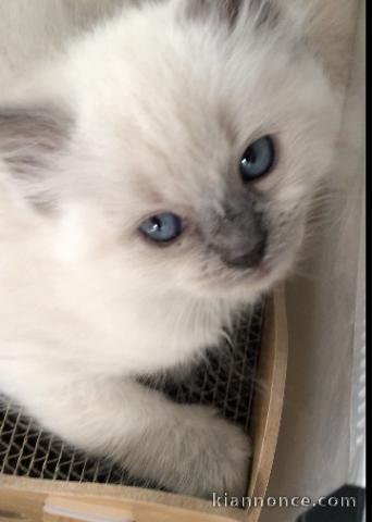 Chatons Ragdoll à donner mâle 