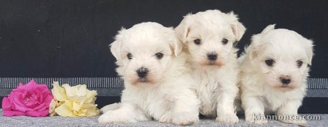 A donner contre bon soin chiots bichon maltais 