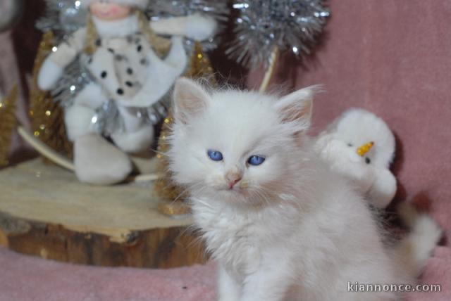 Chatons sibérien a donner 