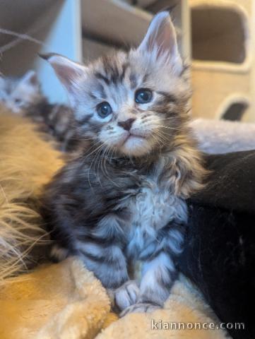 Adorable chaton maine coon a donner 